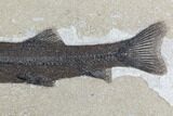 Notogoneus Fossil Fish (Scarce Species) - Wyoming #107874-3